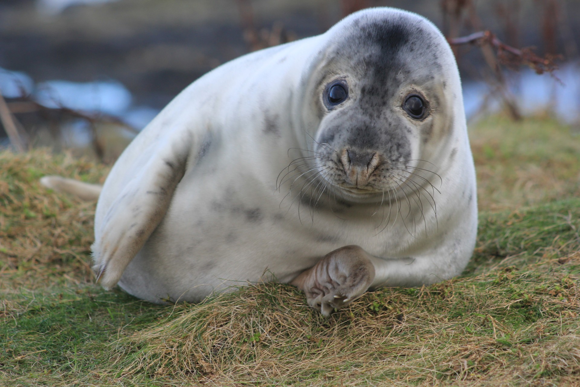 Baby seals at risk from chemicals in mothers' milk