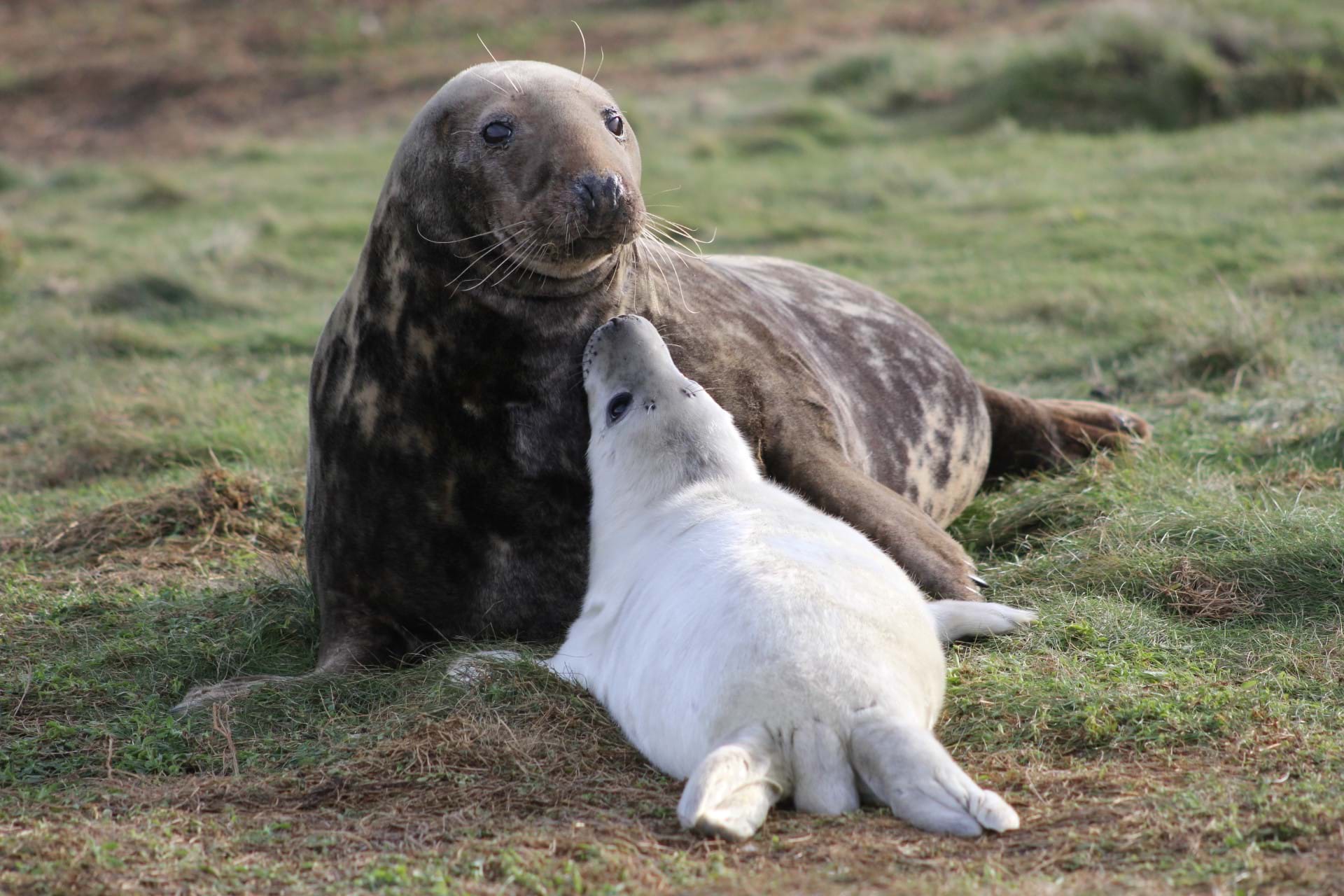 A seal with seal pup