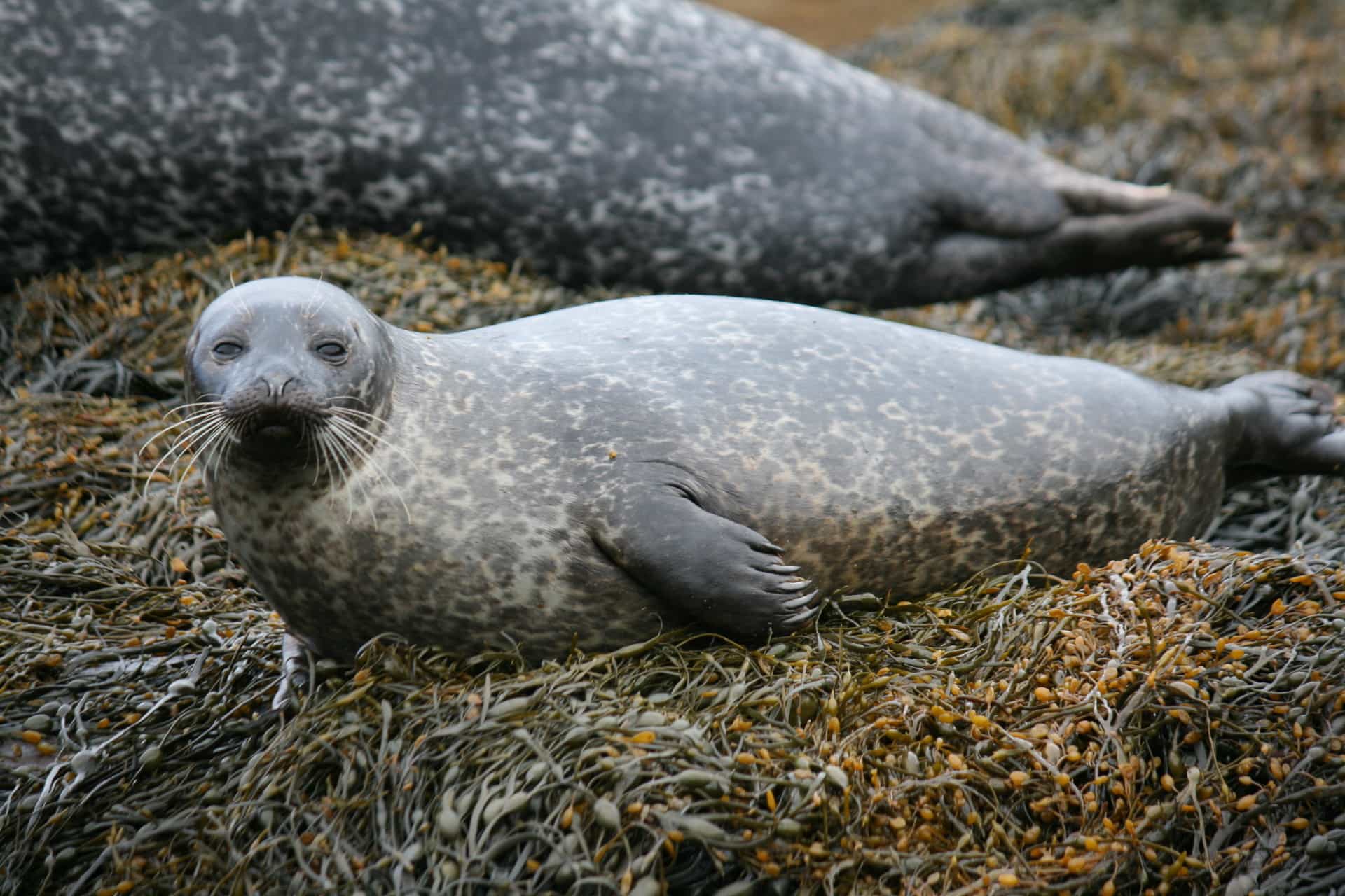 Research reveals secrets of diving seals