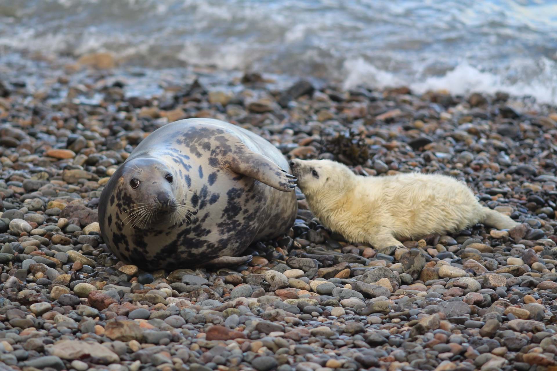 A picture of a grey seal and a pup